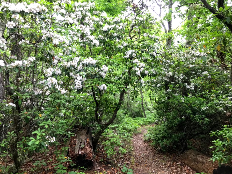 Mountain Laurel, May 2018--Andrea Walton