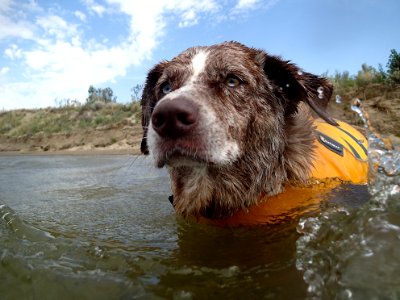 2020/366/216 Surfin' Dog