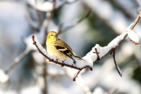 American goldfinch, December 2020 -- Warren Bielenberg photo