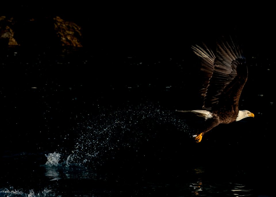 2020 Bald Eagles Going after Fish (22)