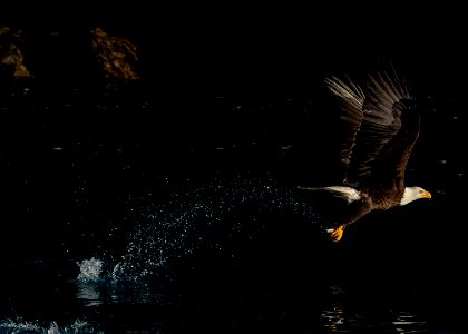 2020 Bald Eagles Going after Fish (22) photo