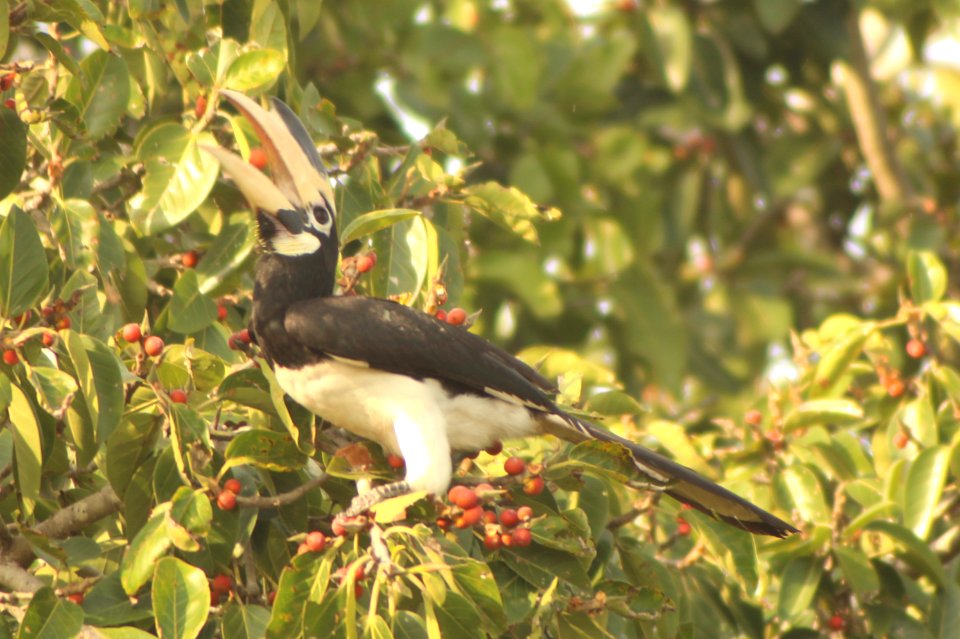 Anthracoceros coronatus 1