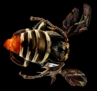 Oxybelus analis, female, back2, Guantanamo Bay, Cuba 2012-11-01-17.37.41 ZS PMax photo