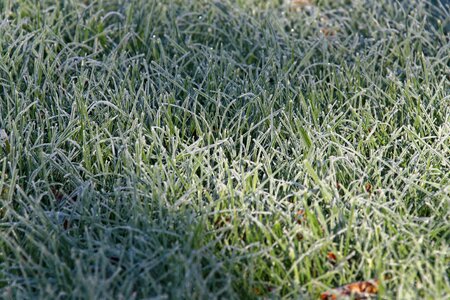 Nature hoarfrost ice