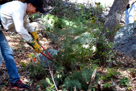 Lopping the Brush