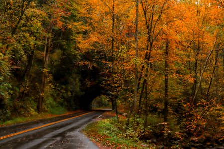 Laurel Creek Road, October 24, 2020 -- Warren Bielenberg (4)