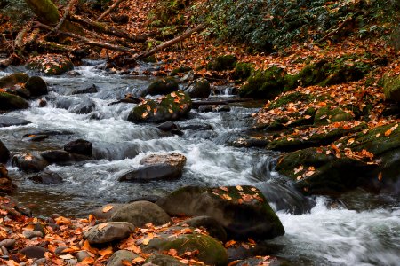 Laurel Creek, October 20, 2020 -- Warren Bielenberg(2)