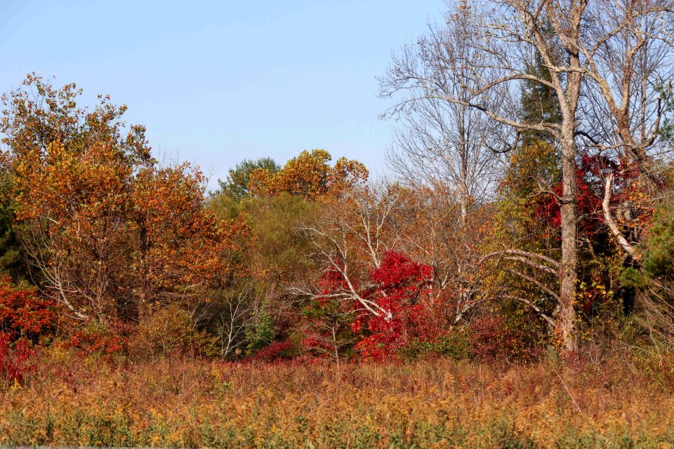 Cades Cove, October  20, 2020 -- Warren Bielenberg (5)