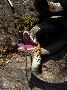 Tongue bite mouth