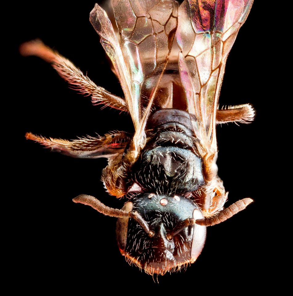 Perdita sexmaculata, face 2012-07-31-19.33.03 ZS PMax