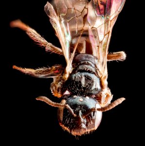 Perdita sexmaculata, face 2012-07-31-19.33.03 ZS PMax photo