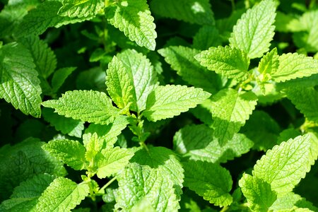 Leaves mentol herbs