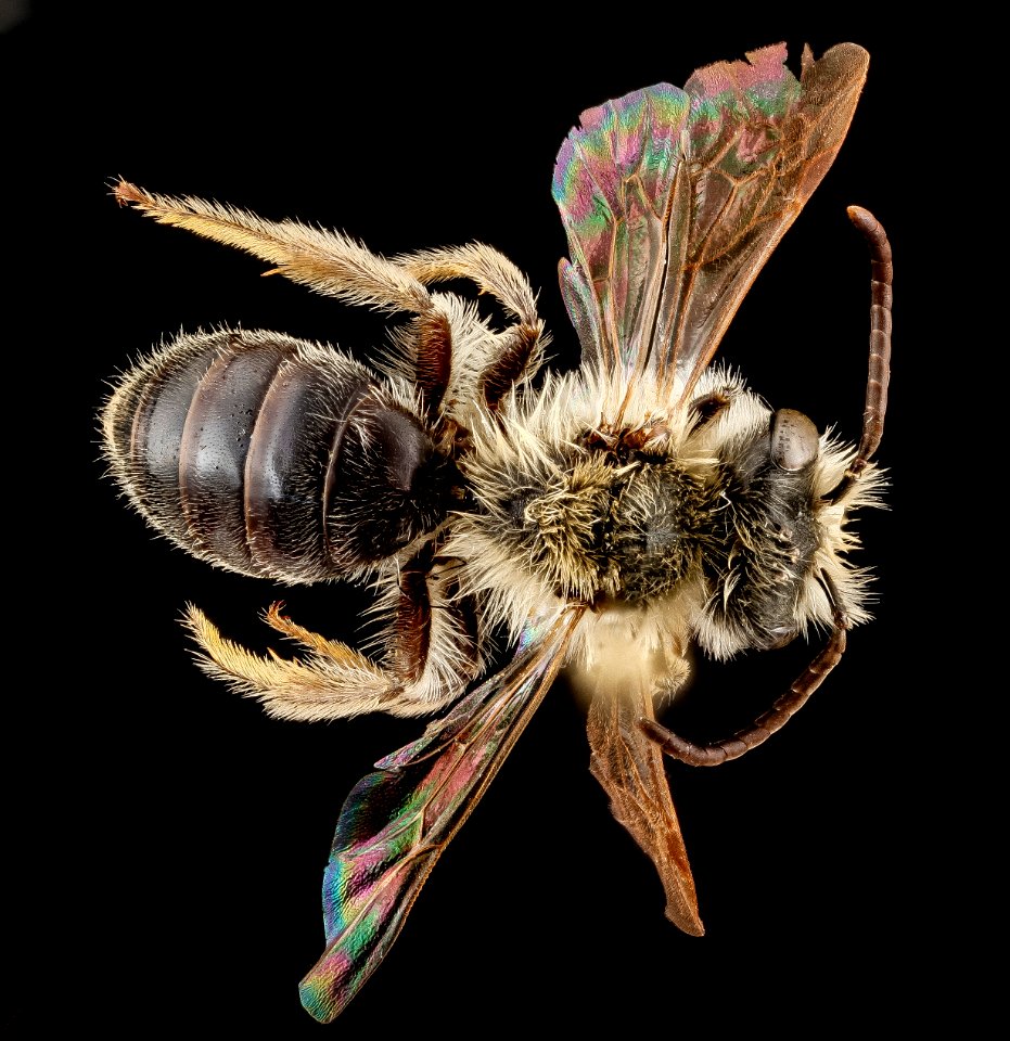 Andrena barbara, male, back 2012-08-06-17.19.58 ZS PMax