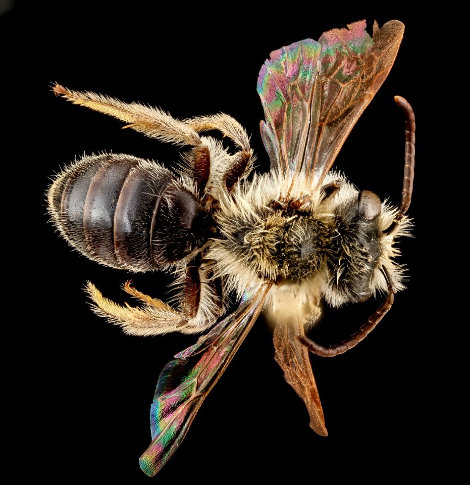 Andrena barbara, male, back 2012-08-06-17.19.58 ZS PMax photo