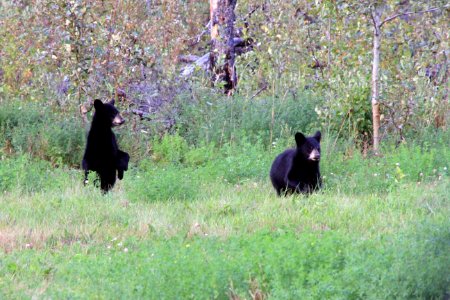 Black Bear Family On The ALCAN 2 photo