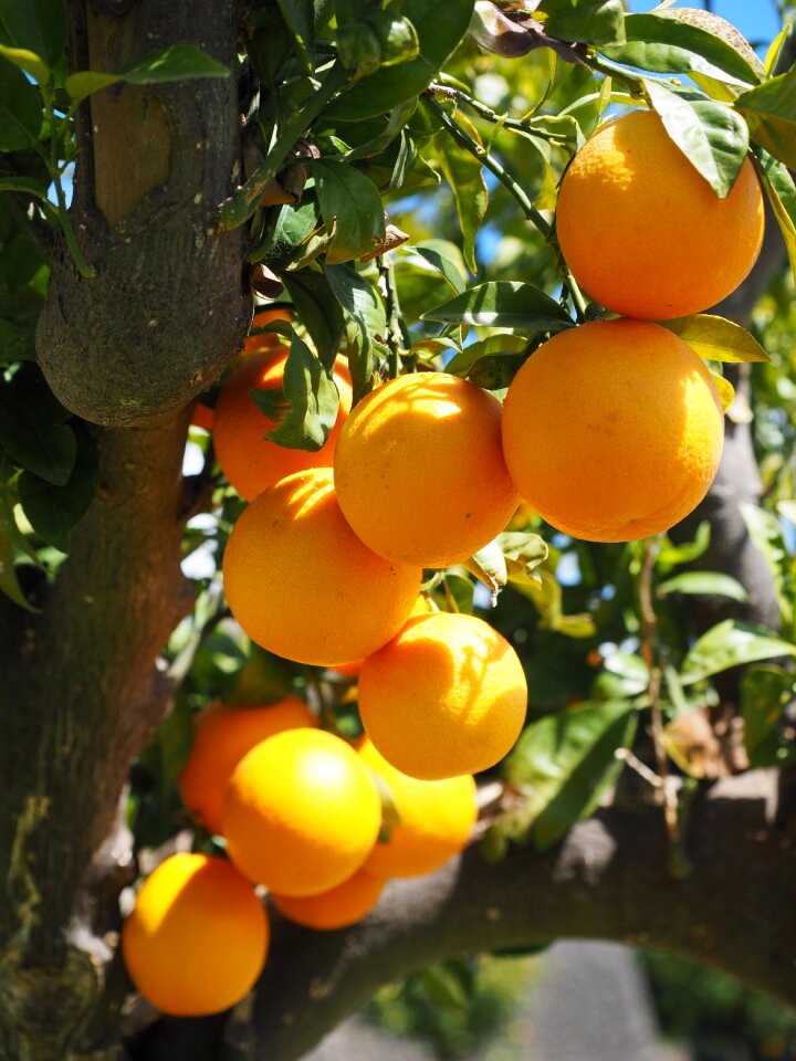 Citrus fruits tree leaves