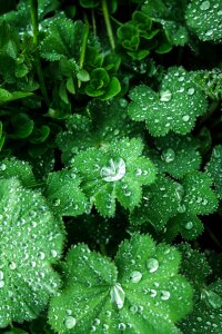 Wet rain raindrop photo