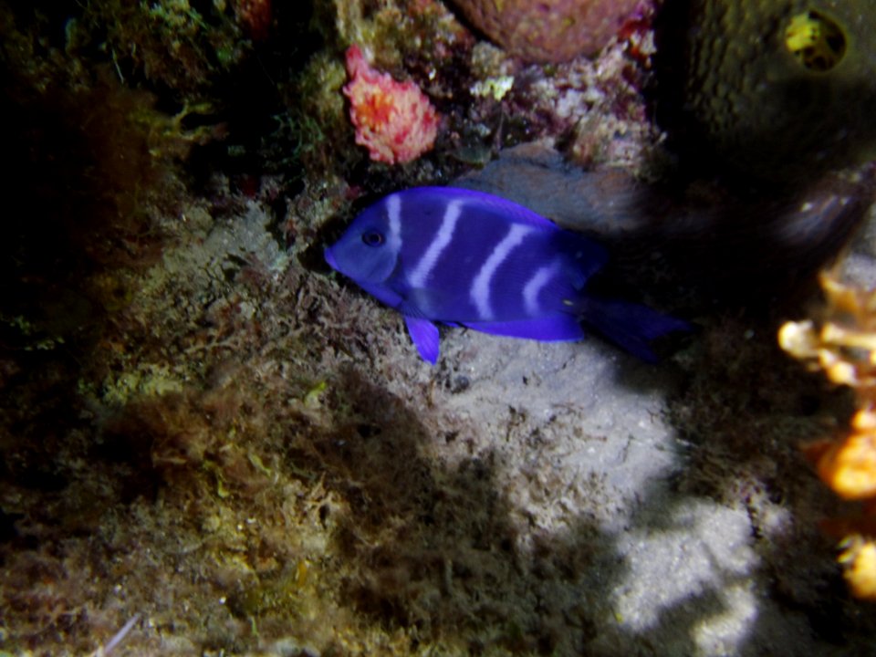 Hypoplectrus indigo 1