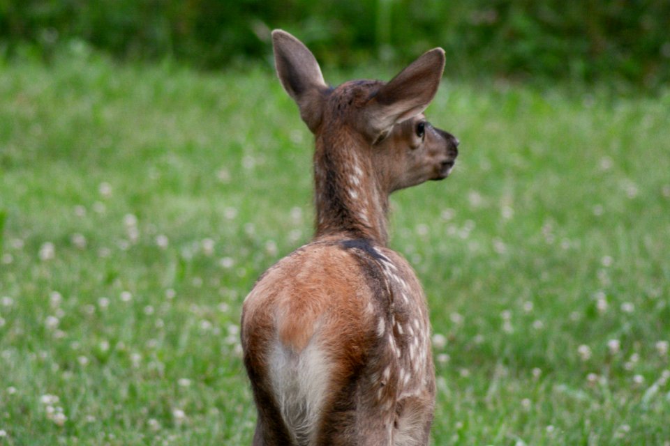 Elk calf, 2018--Chalice Keith