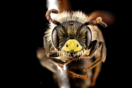 Andrena-miserabilis,-male,-face 2012-06-04-11.21.42-ZS-PMax photo