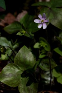 Sharp-lobed hepatica, April 2018--Warren Bielenberg