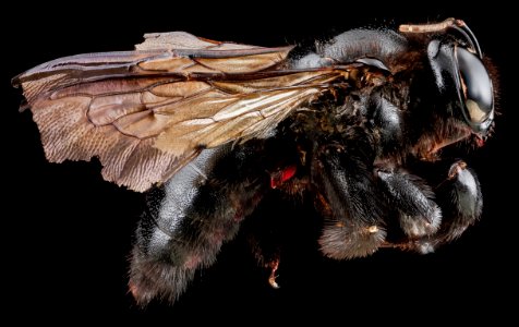 Xylocopa cubaecola, female, left side 2012-07-03-16.26.43 ZS PMax photo