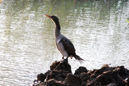 Phalacrocorax carbo 1