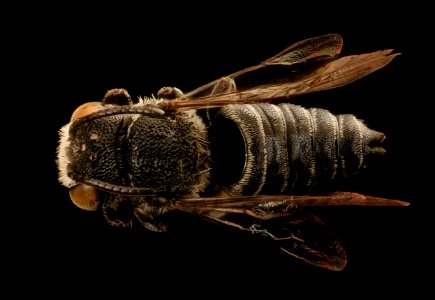 Coelioxys gilensis, m, back, Mariposa CA 2017-08-02-15.48