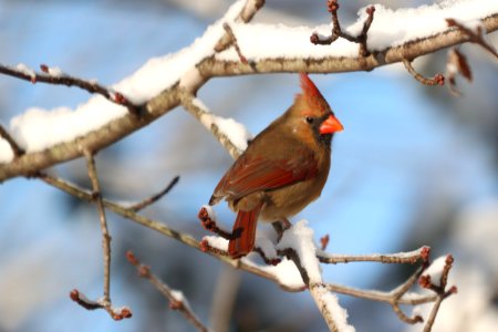 Northern cardinal, December 2020 -- Warren Bielenberg 2 photo