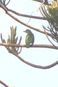 Megalaima rubricapillus 1
