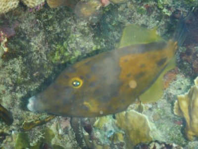 Cantherhines macrocerus 1