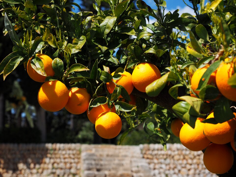 Citrus fruits tree leaves