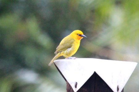 Ploceus ocularis 1