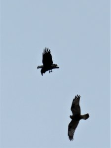 20201020-FS-Superior-SAR-001