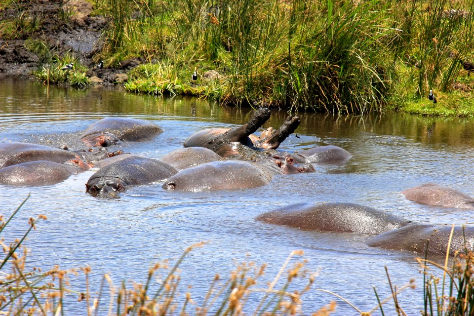 Hippo rolling