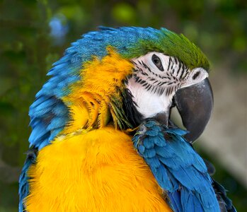 Wildlife parrot bird photo