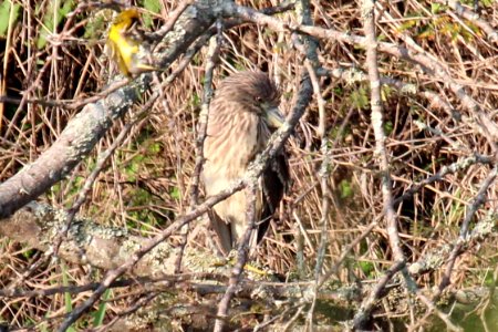 Nycticorax nycticorax 1