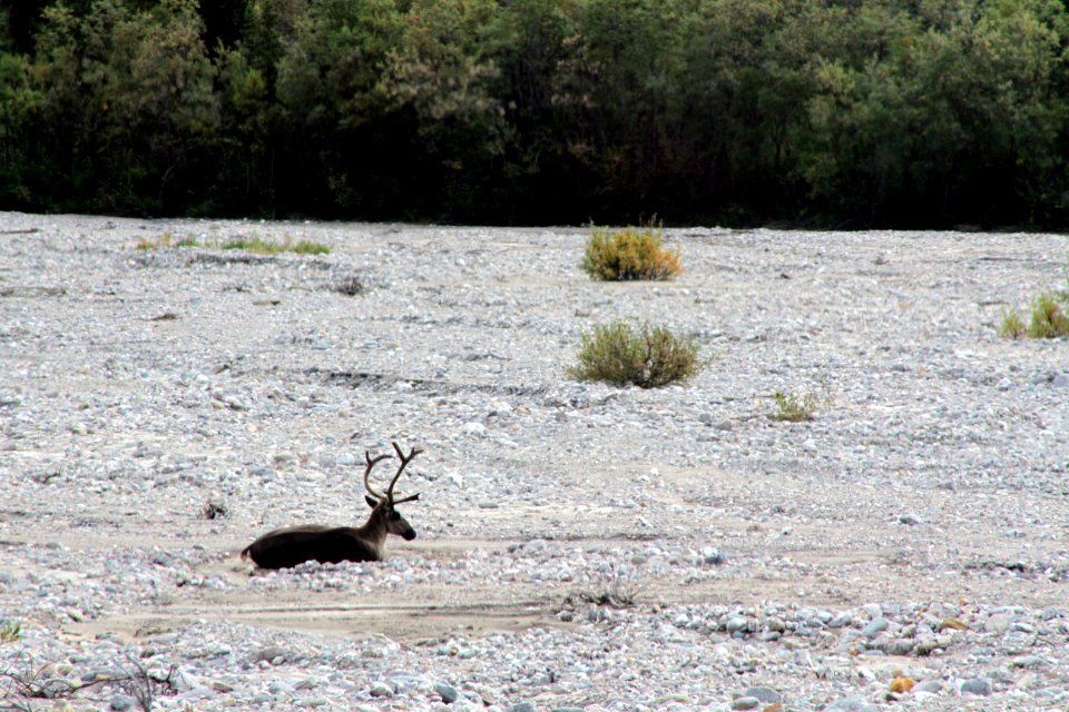 Caribou At Denali National Park 1