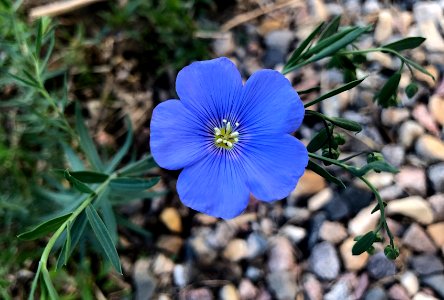 The Flax Are Out