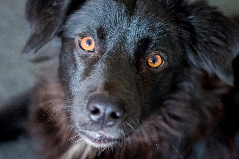 Yellow eyes head pet photo