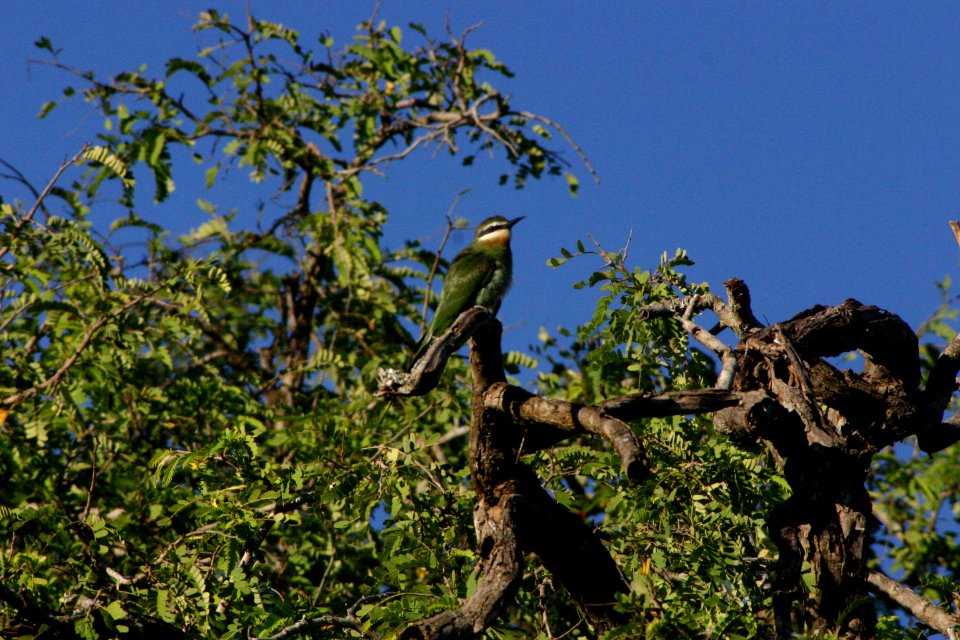 Merops superciliosus 1
