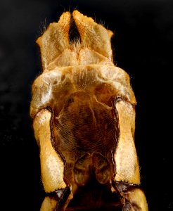 Ophiogomphus susbecha, m, under, MD, Frederick County 2013-01-17-19.27.41 ZS PMax