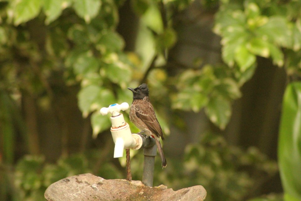 Pycnonotus cafer 1