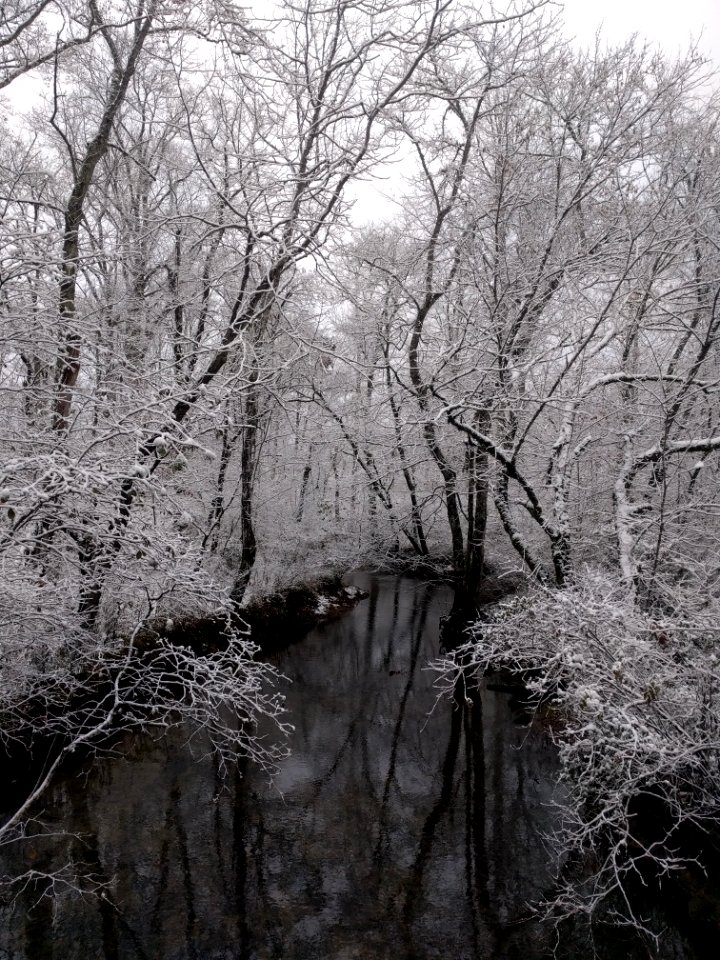 Early season snow in Cades Cove--Basia Gawin, 11/12/19