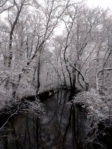 Early season snow in Cades Cove--Basia Gawin, 11/12/19
