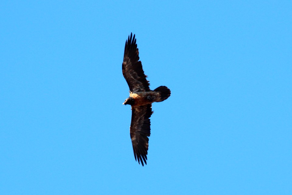 Gypaetus barbatus 2
