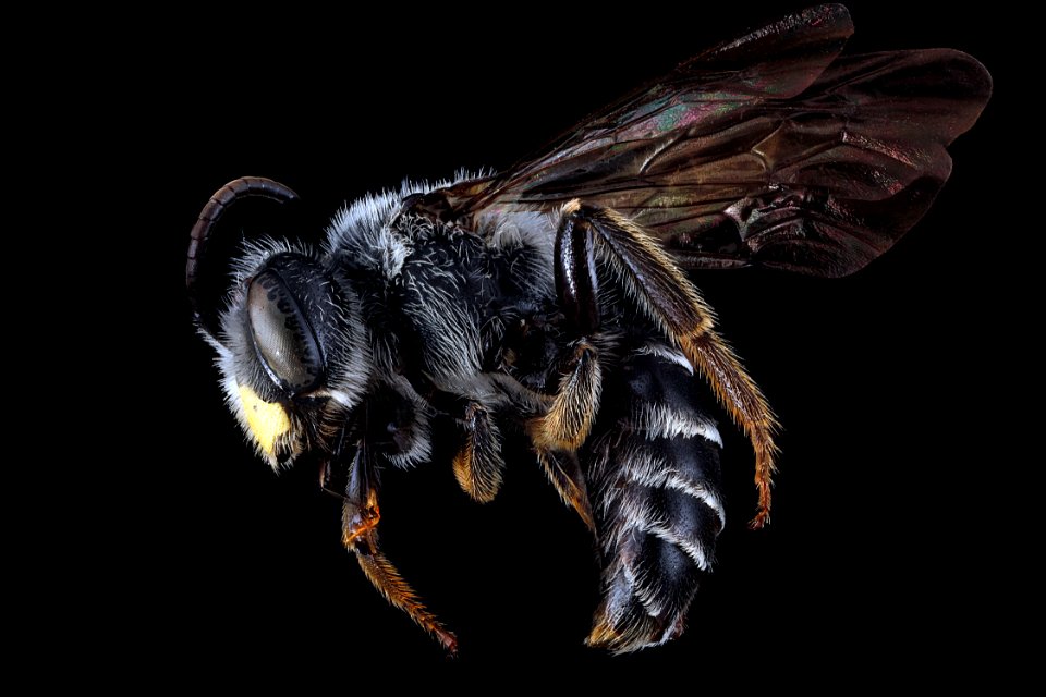 Andrena-aliciae,-male,-side 2012-08-07-17.34.40-ZS-PMax