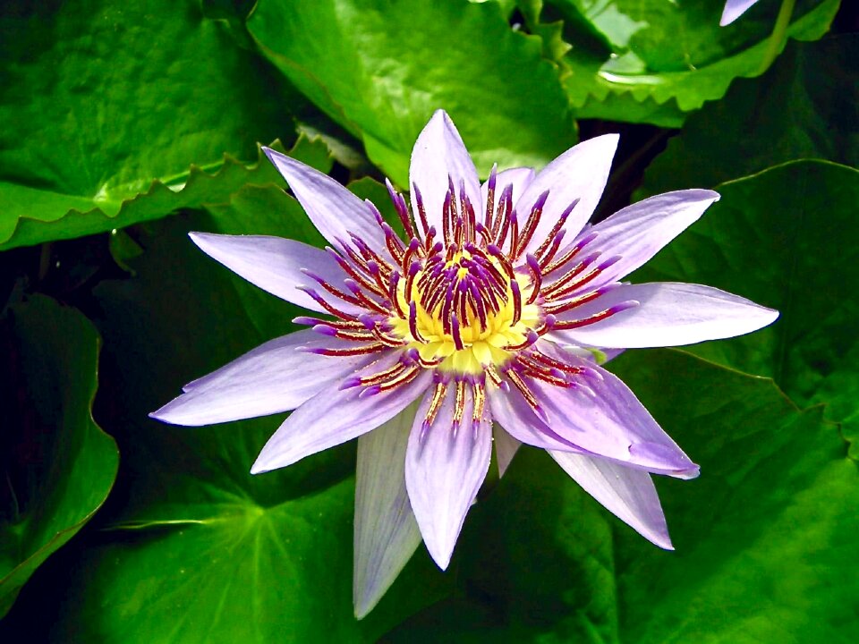 Macro close up plant