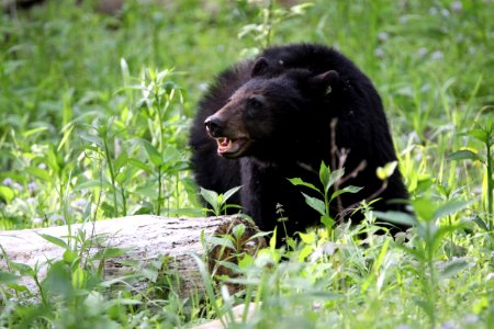 Black bear, May 2015--Warren Bielenberg photo