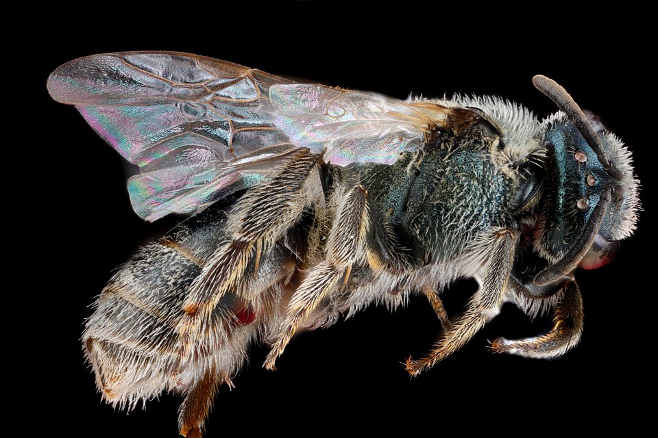Lasioglossum-nymphaearum,-female,-side 2012-07-03-16.15.25-ZS-PMax
